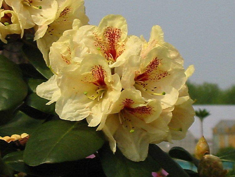 Rhododendron Hybr.'Goldbukett', Rhododendron-Hybride 'Goldbukett' gelb