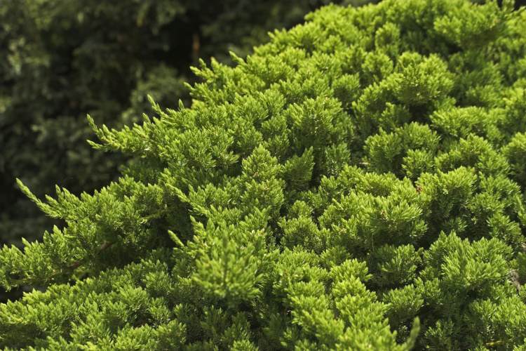 Juniperus procumbens 'Nana', Niederer Zwergwacholder