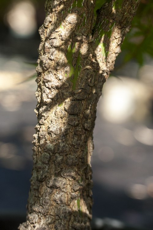 Acer palmatum 'Arakawa', Korkrindenahorn