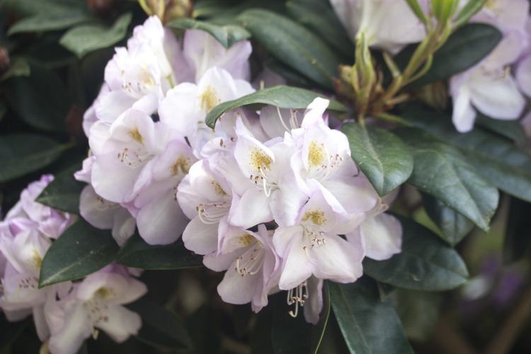 Rhododendron Hybr.'Gomer Waterer', Rhododendron-Hybride weiß