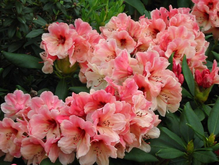 Rhododendron yak.'Marrakesch', Yaku-Rhododendron rose creme