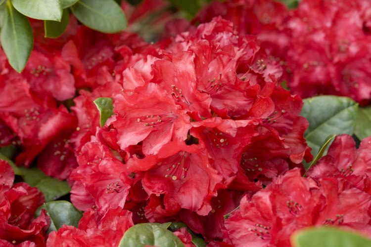 Rhododendron haematodes 'Lisetta'  -R-, Rhododendron haematodes rot
