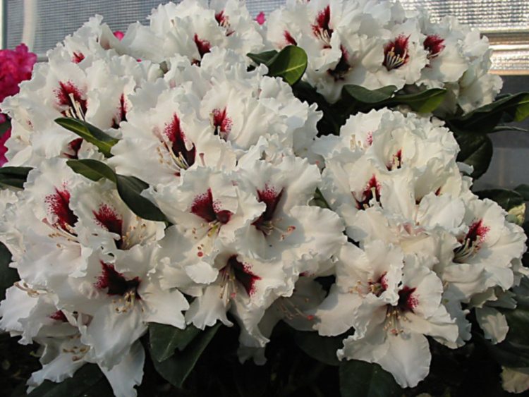 Rhododendron Hybr.'Hachm.Picobello'  -R-, Rhododendron-Hybr.weiß mit Fleck
