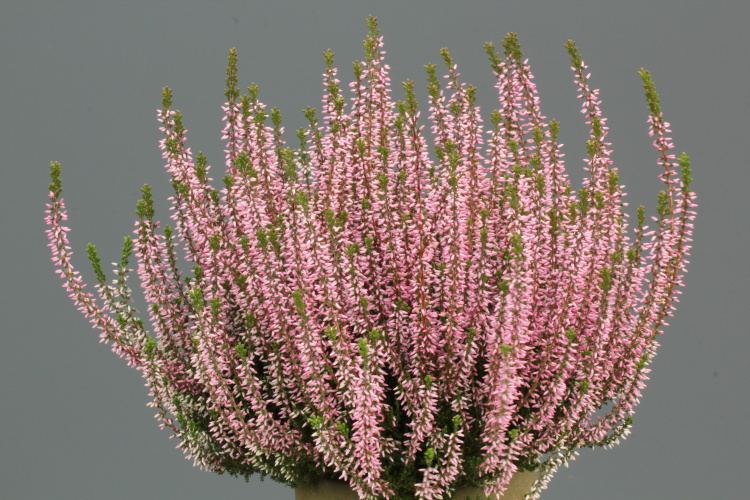 Calluna vulgaris 'Pink Angie'  -S-, Besenheide 'Pink Angie'  -S-