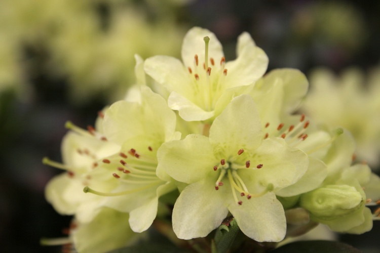 Rhododendron hanceanum 'Princess Anne', Zwergalpenrose 'Princess Anne' gelb