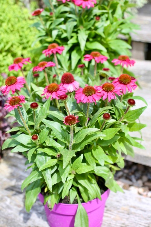 Echinacea 'Pickup Pink', 