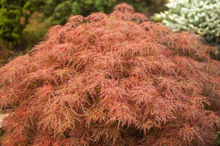 Acer palmatum 'Red Baby Lace', Fächerahorn 'Red Baby Lace' rot
