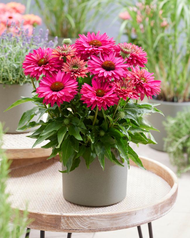 Echinacea 'SunSeekers Sweet Fuchsia', Sonnenhut fuchsia