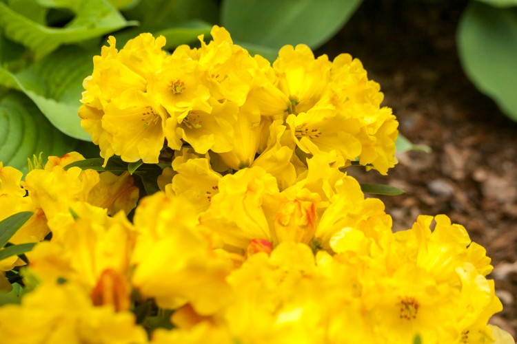 Rhododendron Hybr.'Golden Everest'  -R-, 