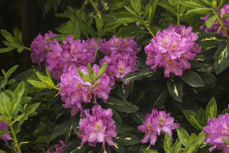 Rhododendron Hybr.'Goldflimmer', Rhododendron-Hybride 'Goldflimmer' lila