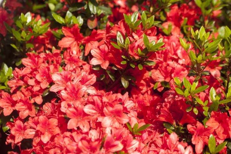 Rhododendron obt.'Juliette'  -R-, Japanische Azalee rein orange