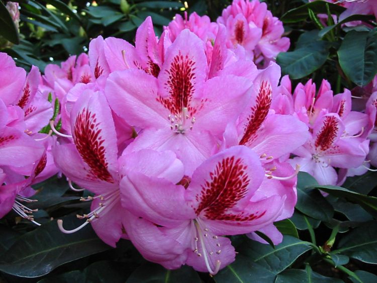 Rhododendron Hybr.'Furnivall's Daughter', Rhododendron-Hybride rosa mit Fleck
