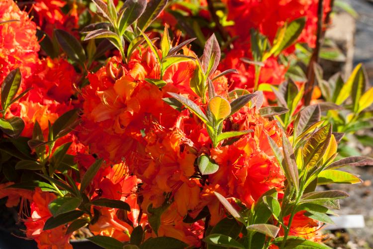 Rhododendron lut.'Aprikot', Sommergrüne Azalee 'Aprikot', orangerot