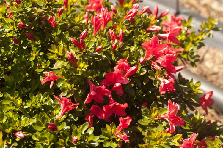 Rhododendron obt.'Marilee', Japanische Azalee rosig rot