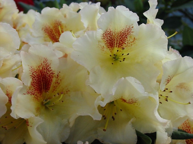 Rhododendron Hybr.'Marylou', Rhododendron-Hybride gelb bis creme