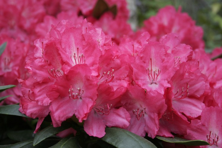 Rhododendron yak.'Astrid'  -S-, Yaku-Rhododendron 'Astrid'  -R- rot