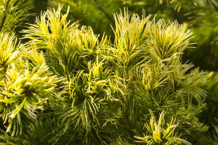 Pinus parviflora 'Goldilocks', gelbnadlige Mädchenkiefer
