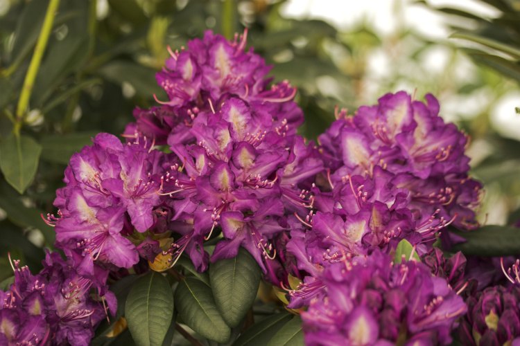 Rhododendron Hybr.'Tonika', Rhododendron-Hybride 'Tonika'