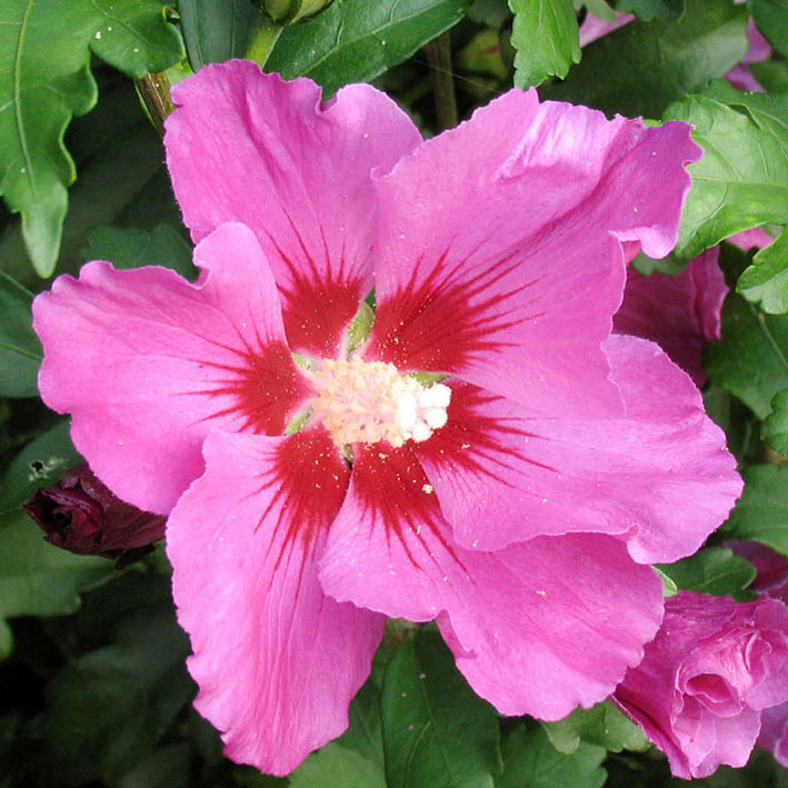Hibiscus syriacus 'Russian Violet', malevenlila 'Russian Violet'