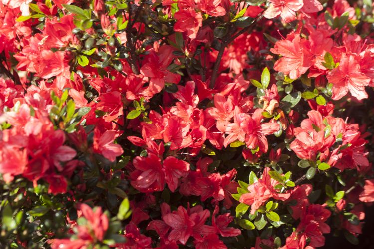Rhododendron obt.'Juliette'  -R-, Japanische Azalee rein orange