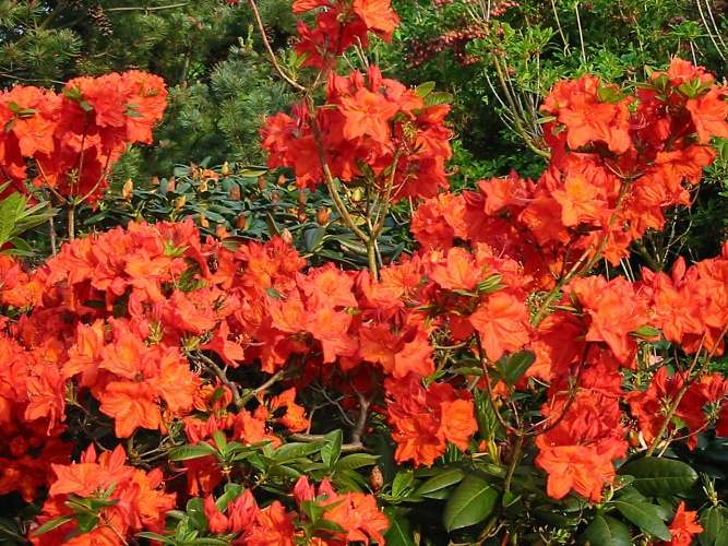 Rhododendron lut.'Feuerwerk', Sommergrüne Azalee leuchtend rot