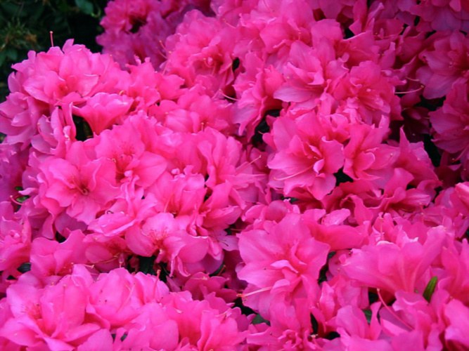 Rhododendron obt.'Melina', Japanische Azalee pink