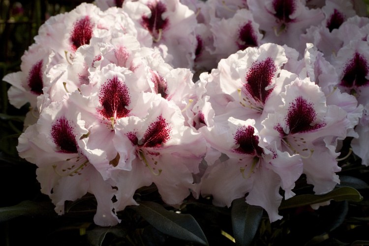 Rhododendron Hybr.'Sapporo'  -R-, Rhododendron 'Sapporo'  weiß mit Fleck