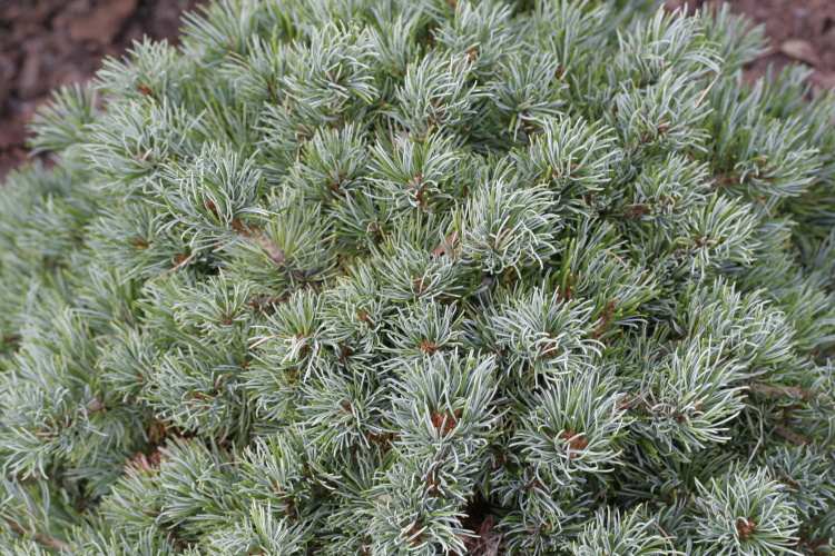 Pinus parviflora 'Beran', blaue Zwerg-Mädchenkiefer 'Beran'