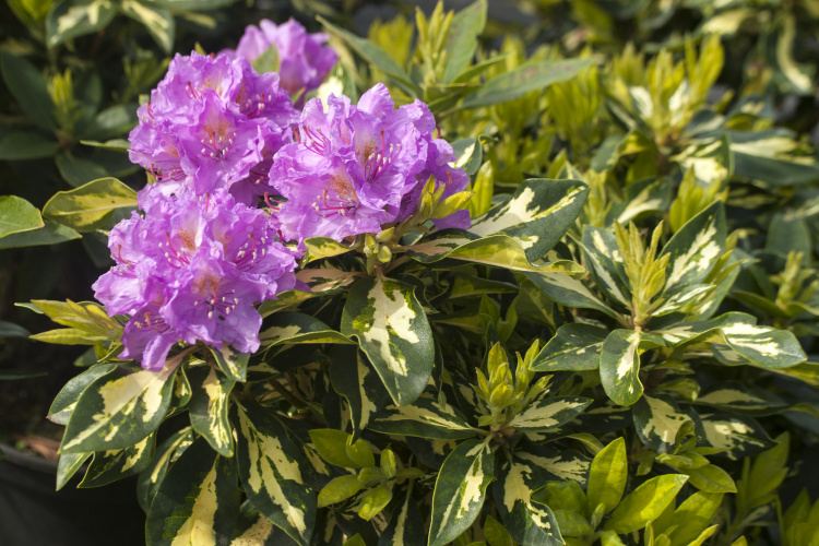 Rhododendron Hybr.'Blattgold', Rhododendron-Hybride 'Blattgold' lila