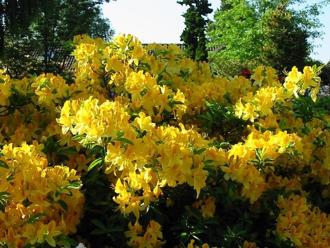 Rhododendron lut.'Goldtopas', Sommergrüne Azalee rein gelb