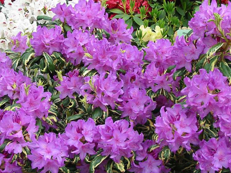 Rhododendron Hybr.'Caroline Spring', Rhododendron-Hybride lila
