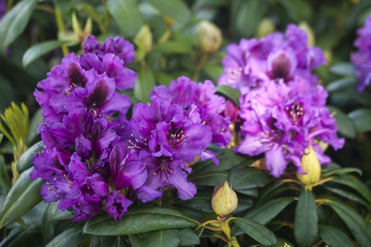 Rhododendron Hybr.'Orakel', Rhododendron-Hybride 'Orakel' lila