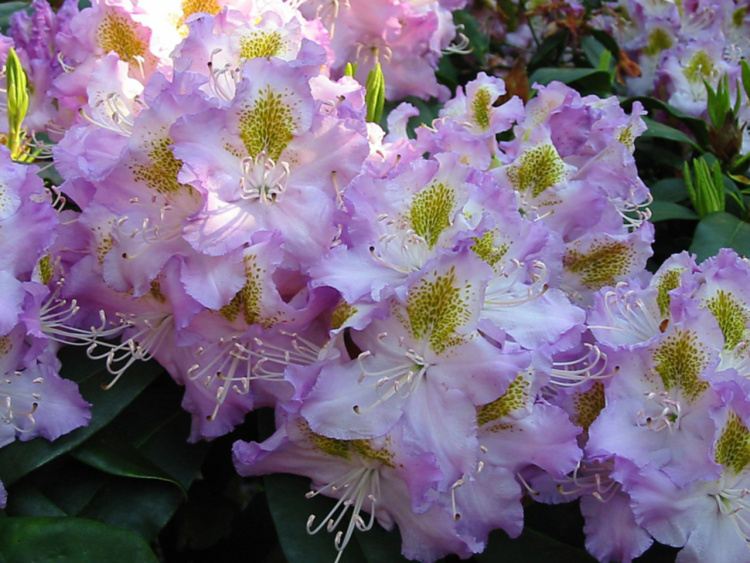 Rhododendron Hybr.'Virginia Delp', Rhododendron-Hybride 'Virginia Delp'