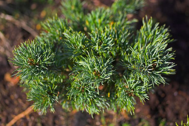Pinus parviflora 'Hagoromo', Zwerg-Mädchenkiefer 'Hagoromo'