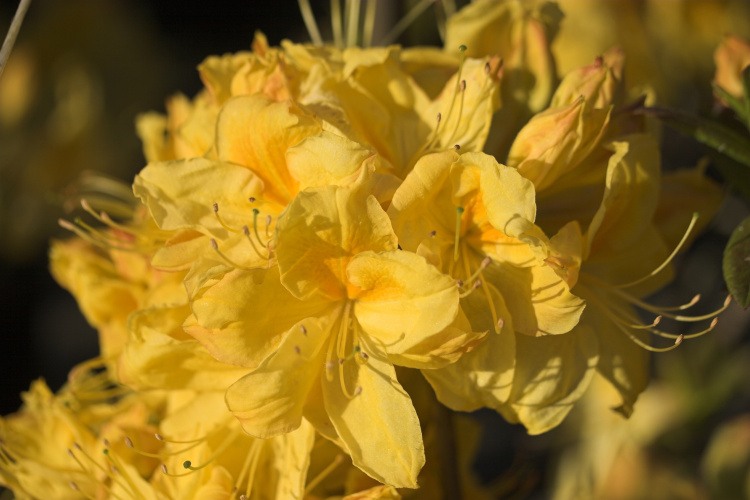 Rhododendron lut.'Golden Sunset', Sommergrüne Azalee goldgelb