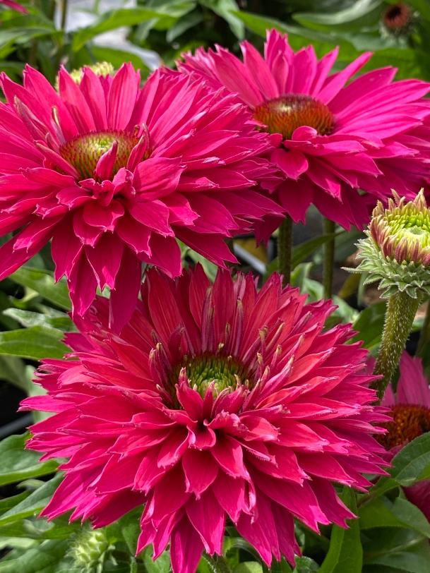 Echinacea 'SunSeekers Sweet Fuchsia', Sonnenhut fuchsia