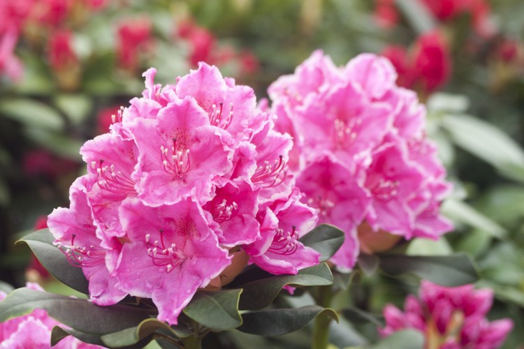 Rhododendron Hybr.'Claudine', Rhododendorn Hybr.'Claudine' rosa mit Saum