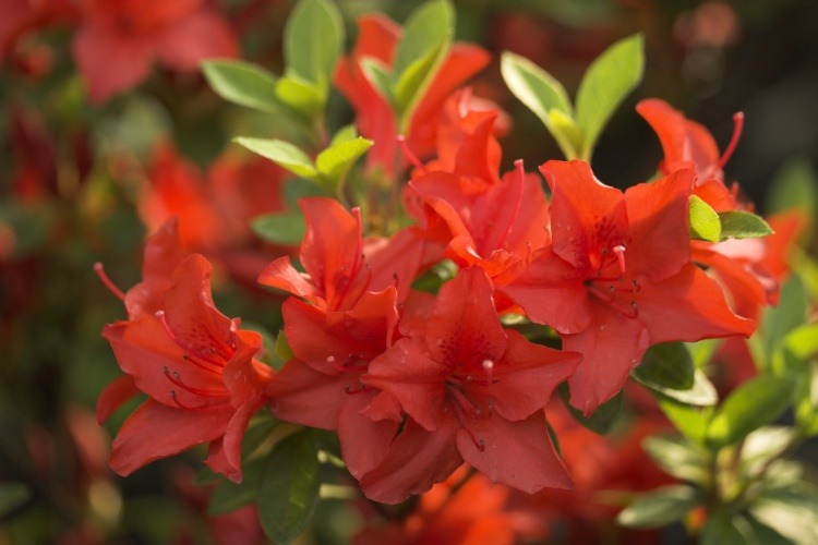 Rhododendron obt.'Estrella', Japanische Azalee leuchtend reinrot