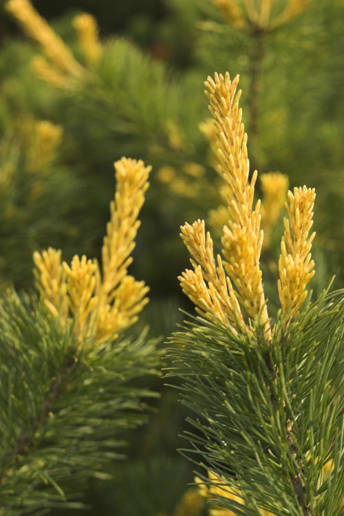 Pinus parviflora 'Goldilocks', gelbnadlige Mädchenkiefer