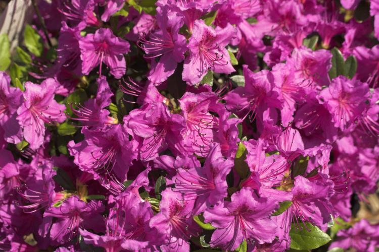 Rhododendron obt.'Königstein', Japanische Azalee purpurviolett