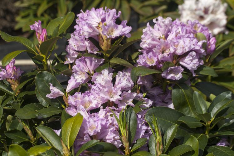 Rhododendron Hybr.'INKARHO-Dufthecke', lil, Rhododendron-Hybr. INKARHO lila