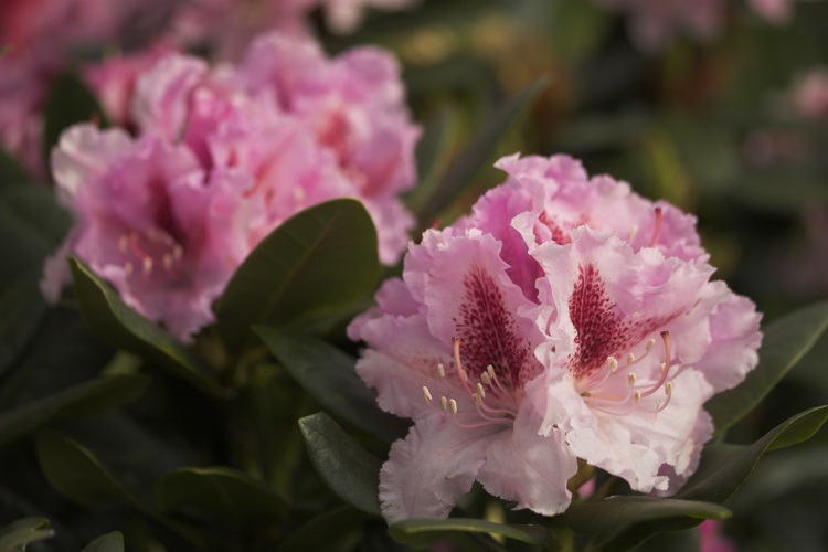 Rhododendron Hybr.'Progres', Rhododendron-Hybride 'Progres'