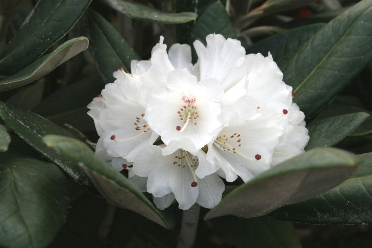 Rhododendron rex 'Great Dane', Rhododendron rex 'Great Dane' weiß