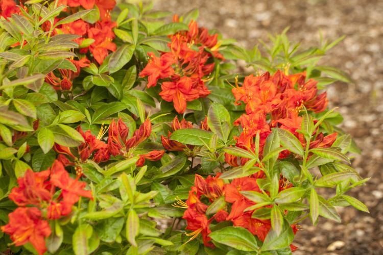 Rhododendron lut.'Royal Command', Sommergrüne Azalee orangerot