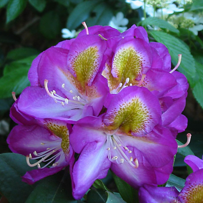 Rhododendron Hybr.'Bluebell', Rhododendron-Hybride lila mit Fleck