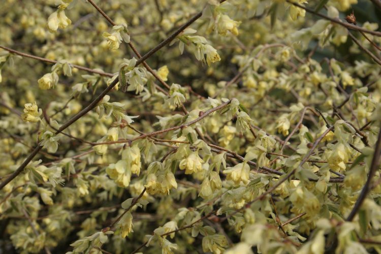 Corylopsis pauciflora, Niedrige Scheinhasel, gelb früh