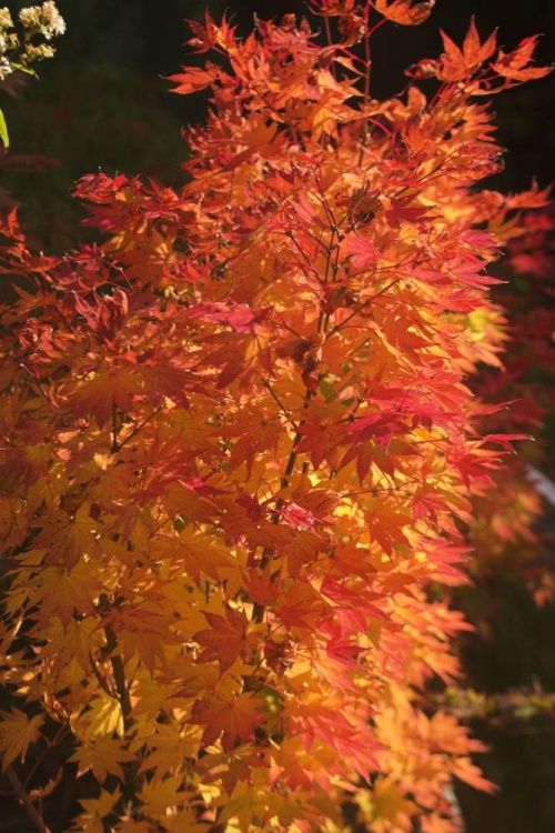 Acer palmatum 'Autumn Glory', Herbstbunter Fächerahorn
