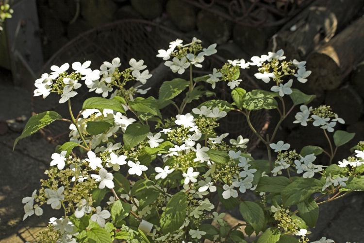 Viburnum plicatum 'Watanabe', Gefüllter Schneeball 'Watanabe'