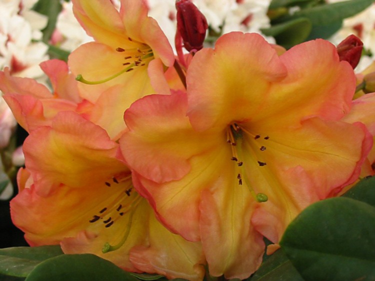 Rhododendron Hybr.'Macarena', Rhododendron-Hybride 'Macarena'