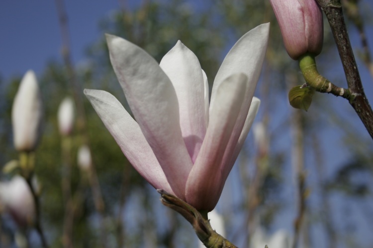 Magnolia soulangiana, Tulpenmagnolie, rosa
